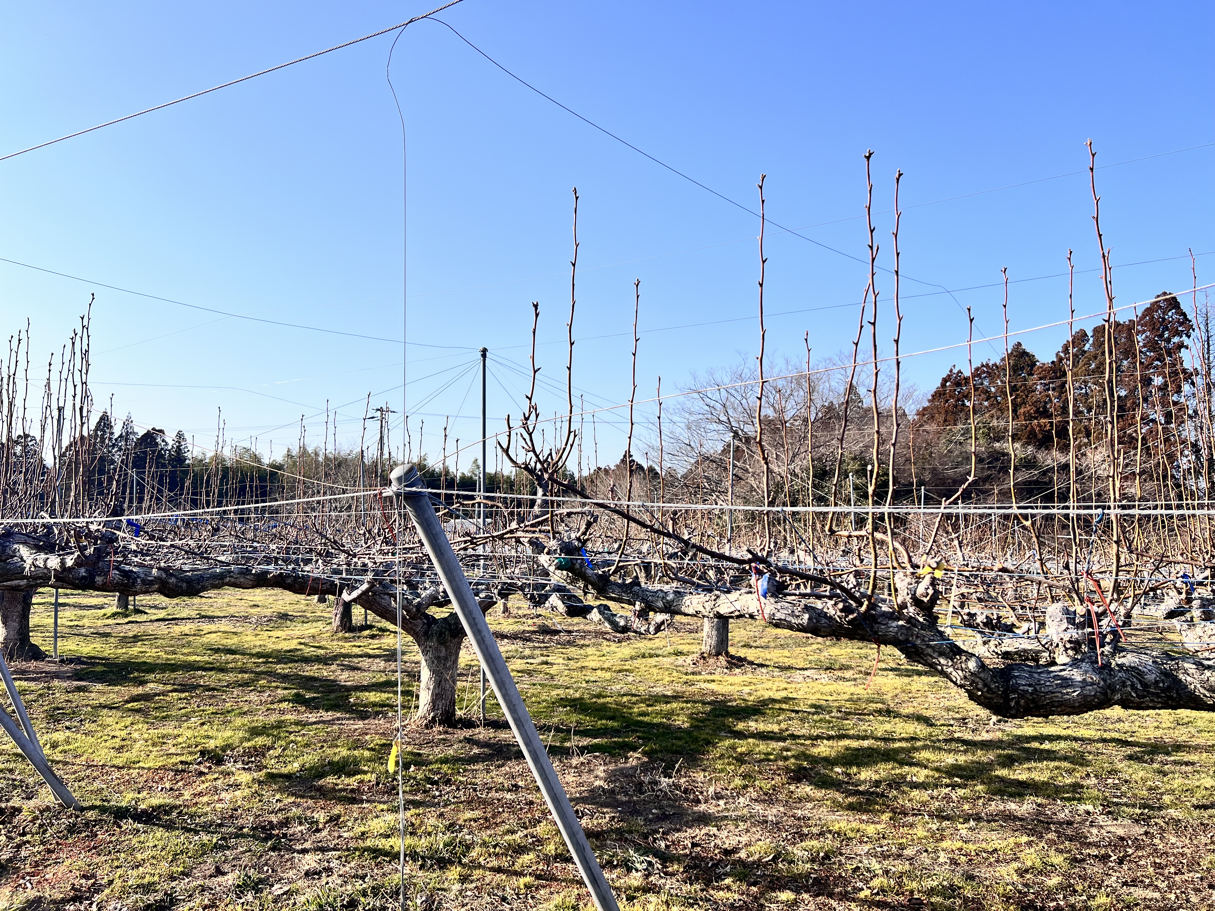 土壌管理の様子
